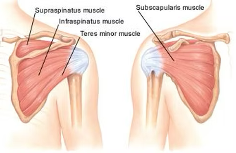 Shoulder Anatomy Diagram