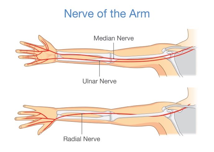 Diagram of the nerves of the arm, showing the median, ulnar and radial nerves