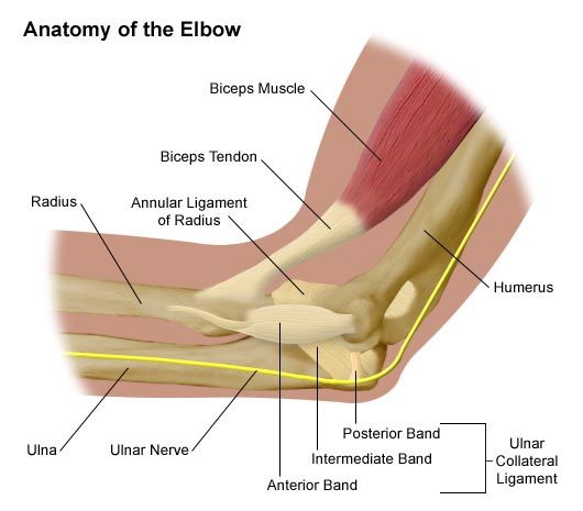 Anatomy of the elbow showing the humerus, radius, ulna, biceps tendon, ulnar nerve and ulnar collateral ligament