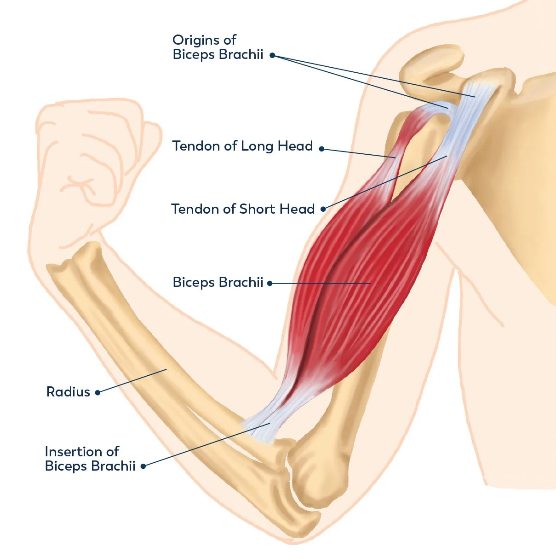 Diagram of the biceps brachii muscle showing its origins at the shoulder, the tendon of the long and short heads, and its insertion onto the radius at the elbow